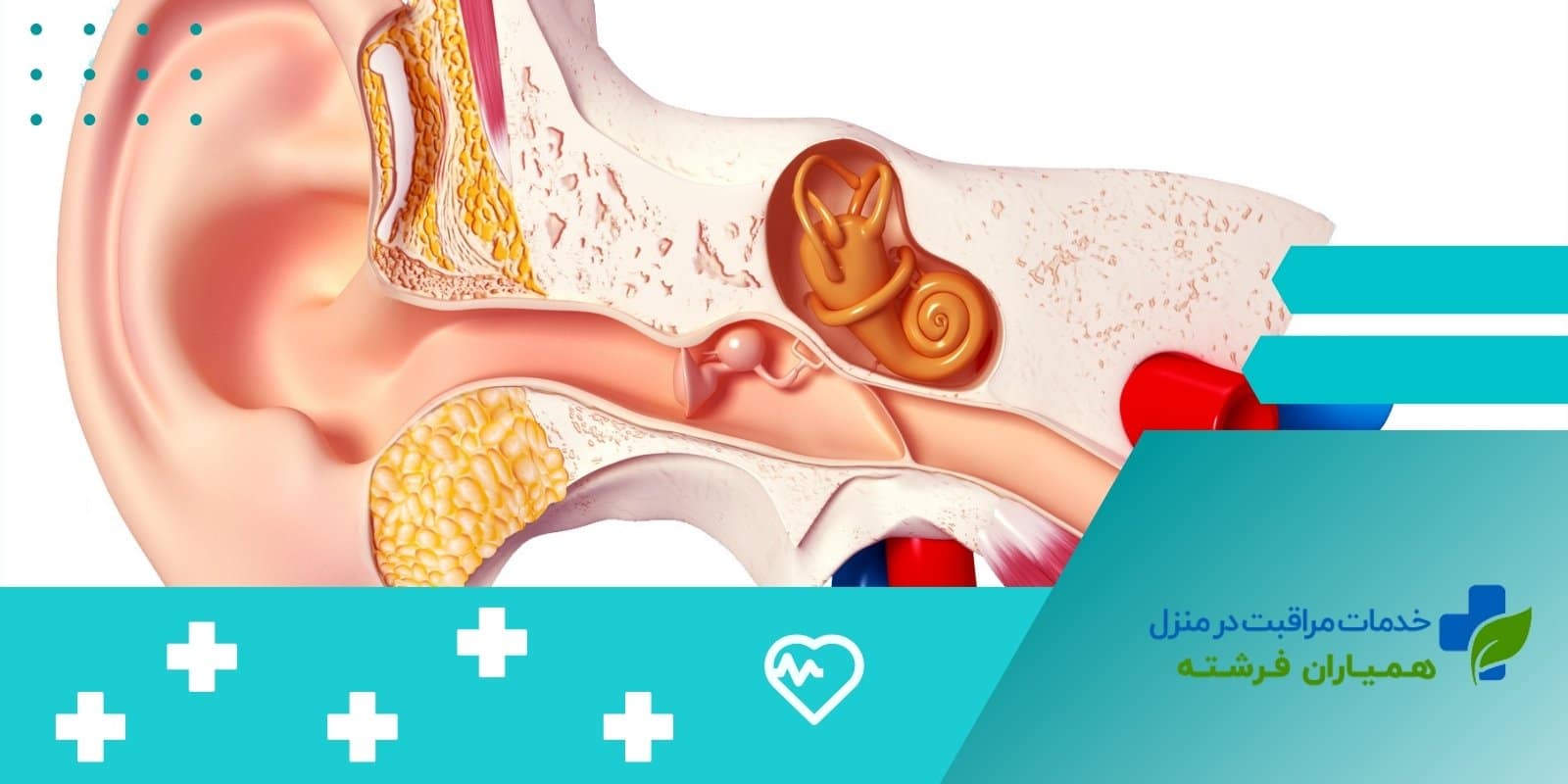  اجزای گوش